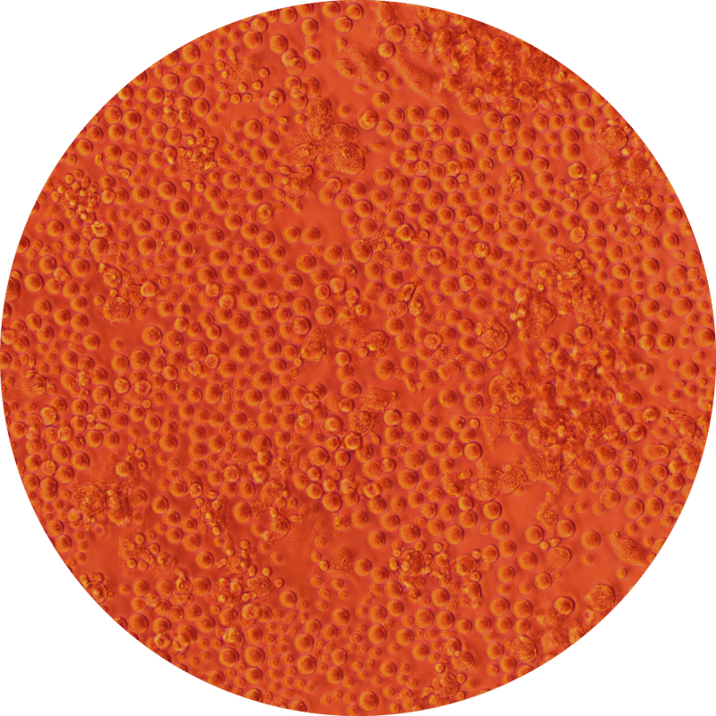 PBMC Collection And iPSC Reprogramming