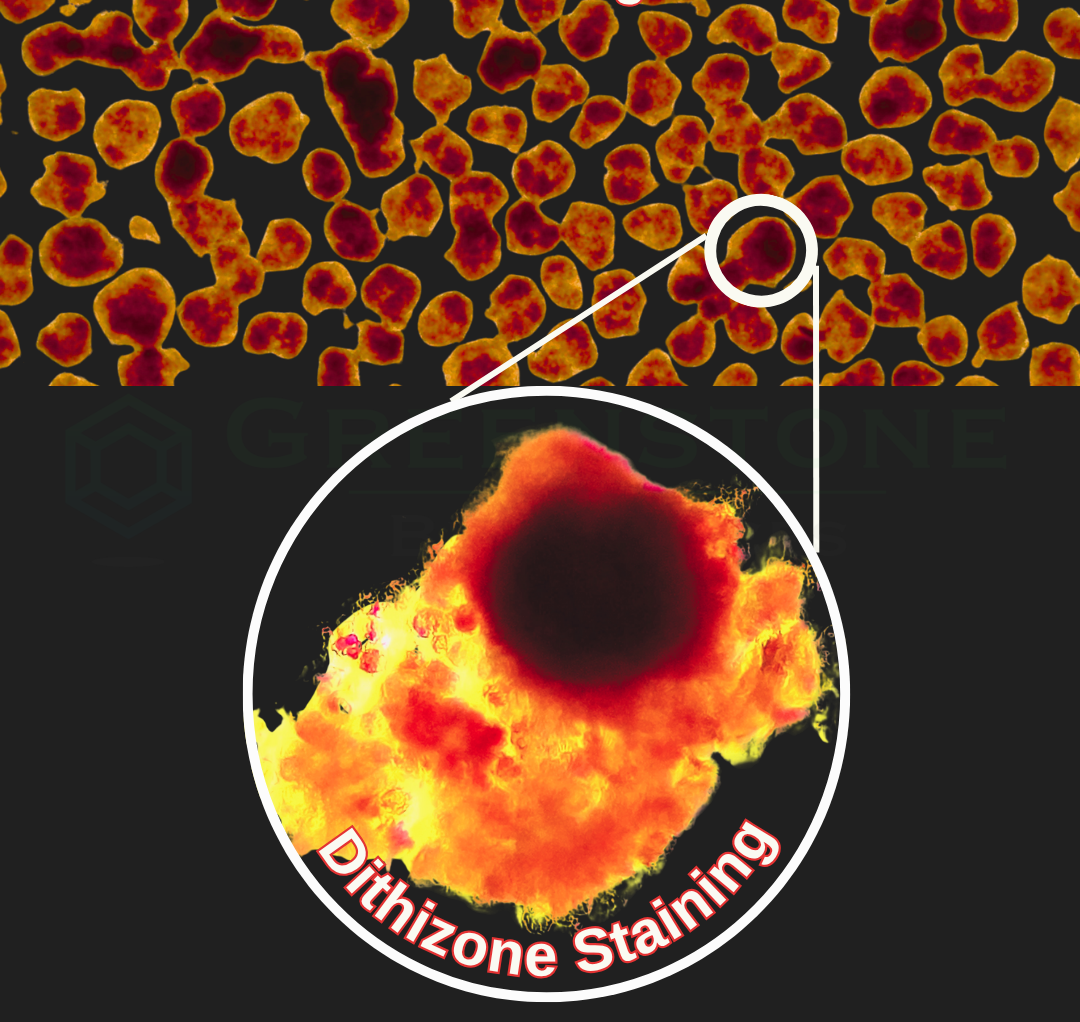 Pancreatic Islet Organoid - Greenstone Biosciences